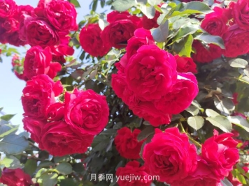 花開滿園，月季種植經(jīng)驗分享