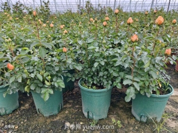 夏季月季管理做好這5點(diǎn)，長(zhǎng)勢(shì)旺盛，秋花更美