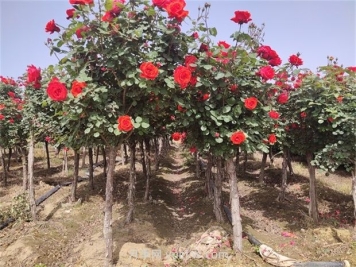 南陽(yáng)樹(shù)狀月季開(kāi)花少的原因有哪些？