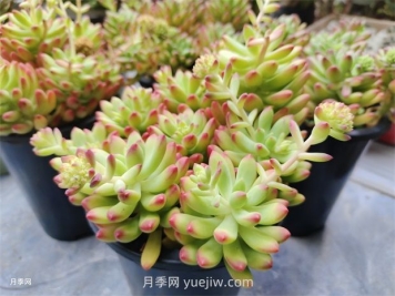 多肉植物怎么養(yǎng)護？教你多肉植物的種植方法