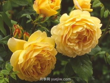 黃金慶典月季的優(yōu)缺點(diǎn)是什么？