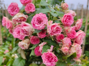 胭脂扣月季花的優(yōu)缺點是什么？