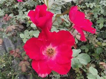 種植廣泛的紅帽月季有哪些優(yōu)缺點(diǎn)？