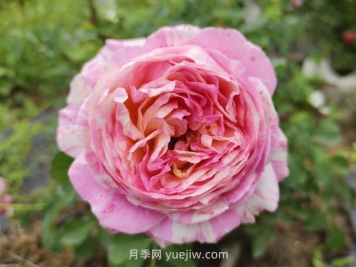 克勞德莫奈月季的優(yōu)缺點(diǎn)是什么？