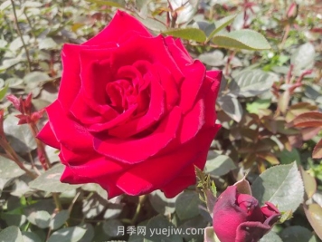 卡羅拉月季的優(yōu)缺點(diǎn)是什么？