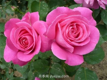 用懶人花盆養(yǎng)花的優(yōu)缺點有哪些？