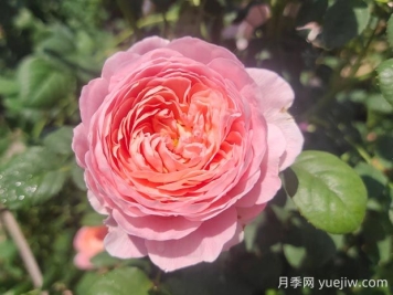 瑞典女王月季優(yōu)缺點有哪些？
