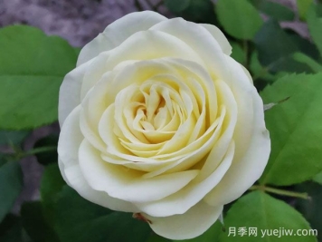 奶油龍沙寶石月季的優(yōu)缺點是什么？