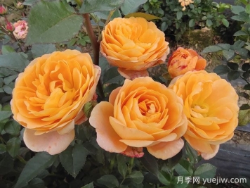 果汁陽臺(tái)月季的優(yōu)缺點(diǎn)是什么？