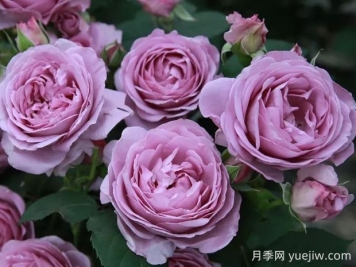 藍(lán)色風(fēng)暴月季的優(yōu)缺點(diǎn)是什么？