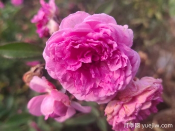 瑪姬嬸嬸月季的優(yōu)缺點(diǎn)是什么？
