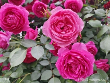 大游行和粉色達(dá)芬奇優(yōu)缺點(diǎn)是什么？