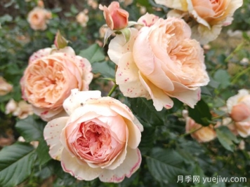 真宙月季的優(yōu)缺點(diǎn)是什么？