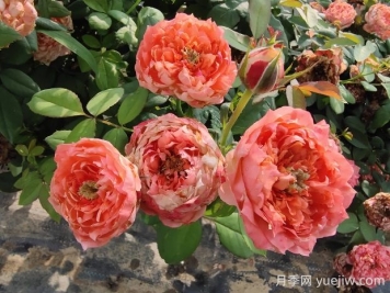 斑馬耐心月季有什么優(yōu)缺點(diǎn)？