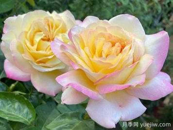 黃和平月季的優(yōu)缺點是什么？