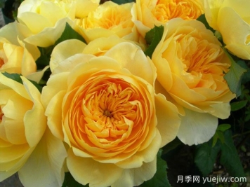 圣女貞德月季的優(yōu)缺點(diǎn)是什么？
