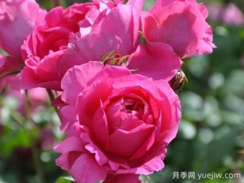粉云月季的優(yōu)缺點(diǎn)是什么？