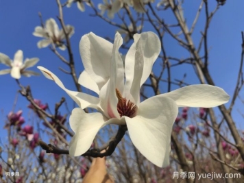 怎樣養(yǎng)殖白玉蘭比較好？