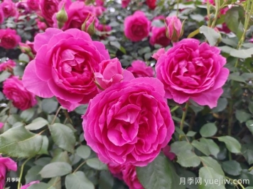 月季文化，此花無日不春風(fēng)