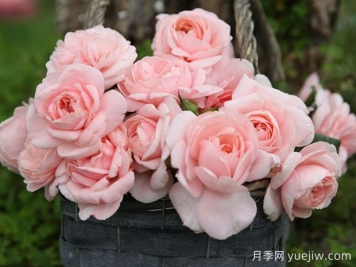 瑪希娜月季的優(yōu)缺點(diǎn)是什么？
