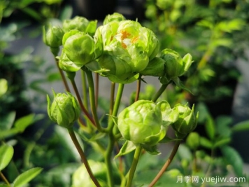 推薦10種美麗的綠色系月季，唯美清新，多款國(guó)月
