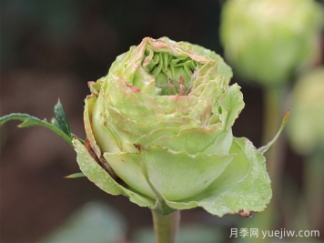 推薦6種綠色系月季品種，清新脫俗，難得一見
