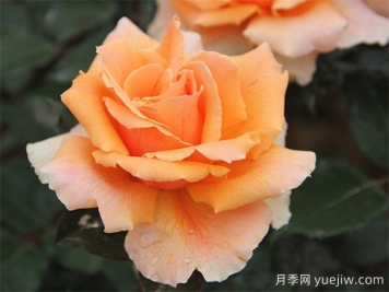 杰喬伊月季/杰斯特喬伊月季