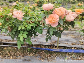 怎樣提高苗木成活率？ 花木嫁接注意事項(xiàng)