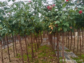 樹(shù)狀月季枝條干枯了怎么辦？