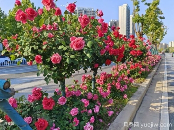 南陽月季，月季之鄉(xiāng)譽(yù)滿全球