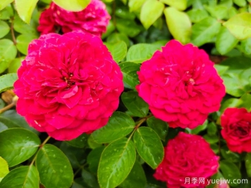 紅達(dá)/紅色達(dá)芬奇月季基地杯苗美植袋苗批發(fā)