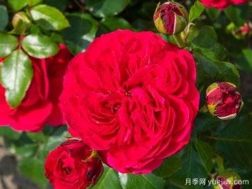 紅色達芬奇月季和粉色達芬奇月季有什么區(qū)別？