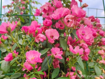 基地安吉拉月季網(wǎng)片花墻批發(fā)供應(yīng)