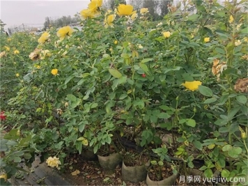 夏季月季花常見的8大問題和應(yīng)對(duì)方法