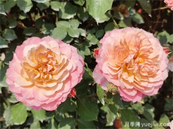 夏天月季紅蜘蛛太猖狂，怎么防治有效？