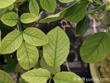 月月季花黃葉長不好？9種常見缺素癥盤點(diǎn)