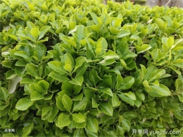 海桐與大葉黃楊，品賞觀葉植物之美