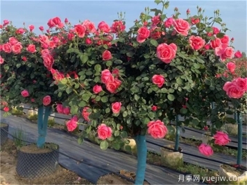 園林綠化工程成本管理的常見12個(gè)問題