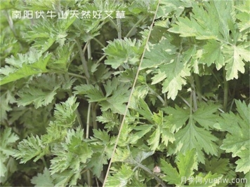 南陽中醫(yī)藥產(chǎn)業(yè)找準突破口，奮力推進臥龍艾草產(chǎn)業(yè)創(chuàng)新發(fā)展