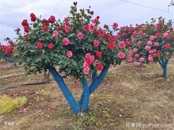 移栽大樹時(shí)透氣管的類型和作用有哪些？