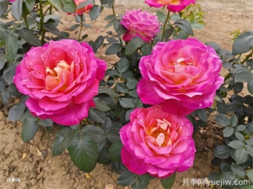 8大常見的花園設(shè)計(jì)風(fēng)格