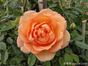 夏洛特夫人月季，花色美花期長(zhǎng)打造爆花花墻