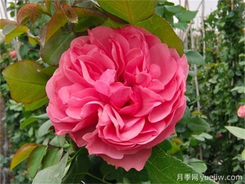 粉達(dá)月季的夏季養(yǎng)護(hù)辦法