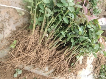 月季花水培扦插，解鎖花卉繁殖新技能