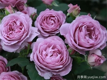 推薦8個(gè)豐花月季品種，抗病性強(qiáng)且花色美麗