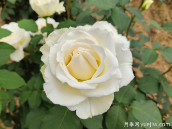 推薦10款白色系月季品種，每一款都經(jīng)典