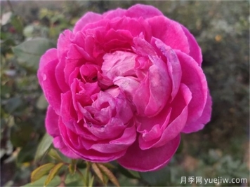 牡丹月季的優(yōu)缺點
