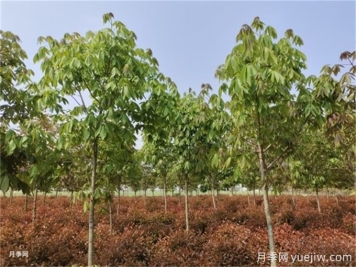 為什么樹木移植時(shí)都把向陽(yáng)的枝給砍了？