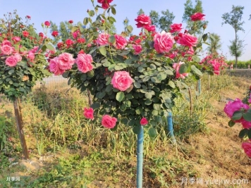秋冬季如何給花木修剪？