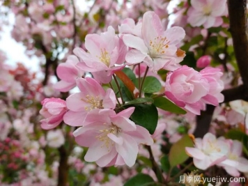 種植和養(yǎng)護(hù)海棠需要注意哪些問(wèn)題？